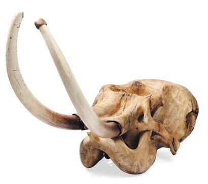 null Crâne d'éléphant et ses défenses en résine. Htot_187 cm