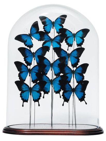 null Composition de douze papillons aux ailes bleues sous un globe. H_55 cm