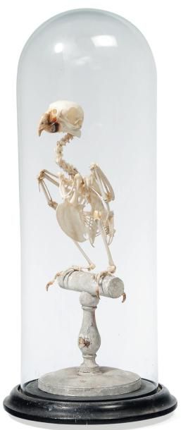 Squelette de perroquet dans un globe. H_47...