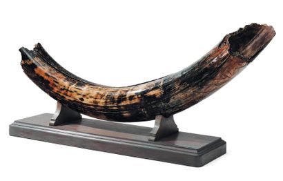 null Défense de mammouth fossilisée sur son socle. L_145 cm