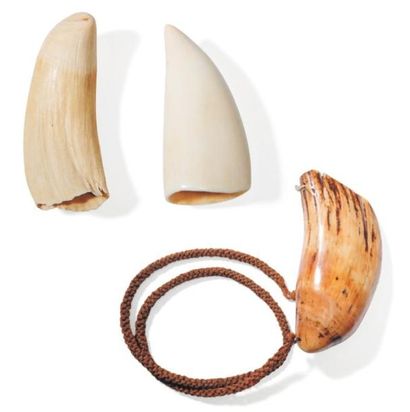null Trois dents de cachalot dont une montée en collier provenant des îles Fidji....