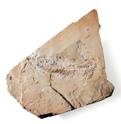null Fossile de Mesosaurus braziliensis. H_23 cm L_35 cm