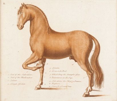 null Série de huit gravures encadrées représentant des chevaux
H_20 cm
