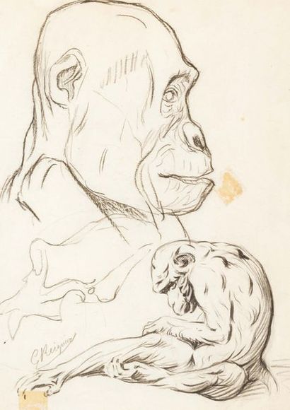 G. Reignier Etude de singes
Crayon gras sur papier
Signé en bas à gauche (lègère...
