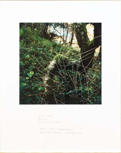 Andy GOLDSWORTHY (né en 1956) Grass stalks joined drawing a tree, 1990
Tirage photographique...