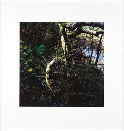 Andy GOLDSWORTHY (né en 1956) Grass stalks joined drawing a tree, 1990
Tirage photographique...