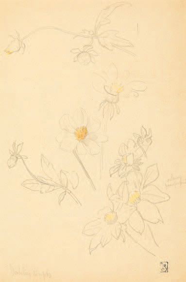 THÉOPHILE-ALEXANDRE STEINLEN Dahlias simples. Dessin au crayon gras et crayons de...