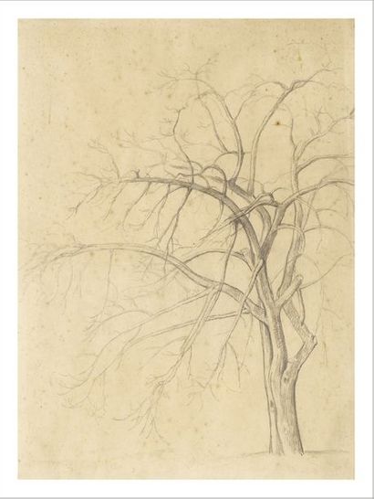 BALTHUS (1908-2001) 
Étude d'arbre, 1943
Dessin au crayon sur papier.
Pencil on paper.
H_33...