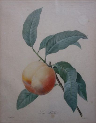 null D'après Pierre-Joseph REDOUTÉ (1759 -1840)
Paire de gravures en couleurs par...