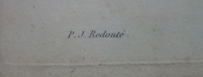null D'après Pierre-Joseph REDOUTÉ (1759 -1840)
Paire de gravures en couleurs par...