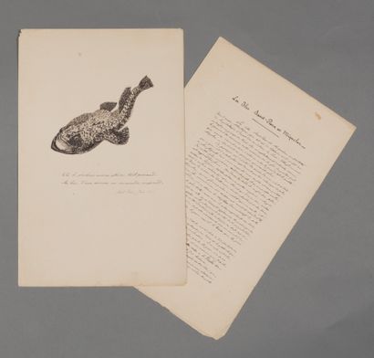 null Saint-Pierre-et-Miquelon. Manuscrit. Juin 1878. 3 pp. in-folio.

Début d'une...