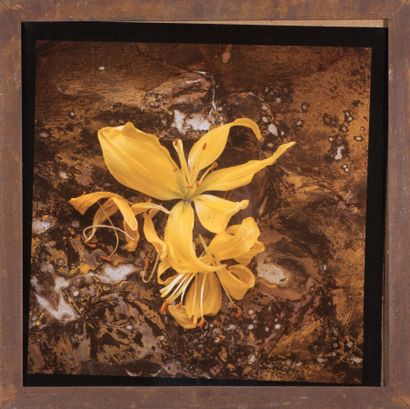 null Antonio GIRBES (born in 1952).

Yellow lilies.

Cibachrome print.

Signed on...
