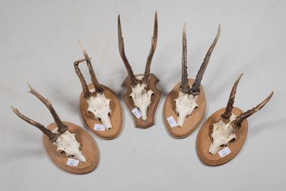 null Massacres of young deer, on wooden base. Set of 5.