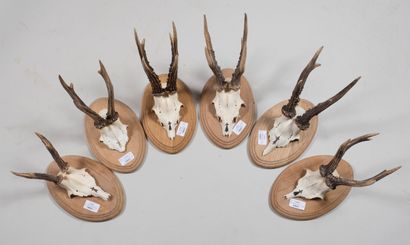 null Lot of 6 small massacres of young deer on wooden base, ermine drawn. Tanoua...