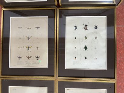 null Six gravures en couleurs, planches d'histoire naturelle, insectes. Insolé. A...