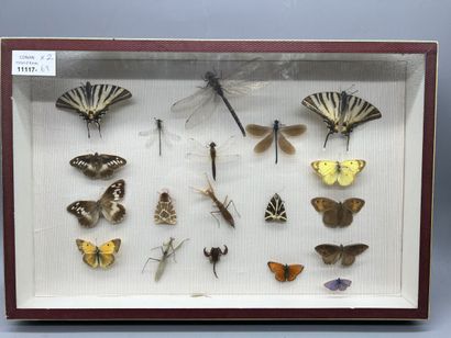 null Deux boites d'insectes naturalisés comprenant des papillons, libellules, scorpions,...