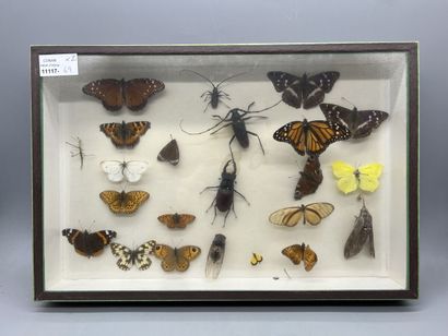 null Deux boites d'insectes naturalisés comprenant des papillons, libellules, scorpions,...