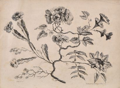 null D'après Jean PILLEMENT (1728 - 1808)
Fleurs idéales ou fleurs chinoises
Eaux-fortes
Epreuves...