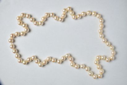 Necklace of choker cultured pearls, probably...
