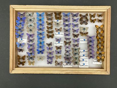 null Quatre boîtes de Lycaenidae et Nymphalidae divers