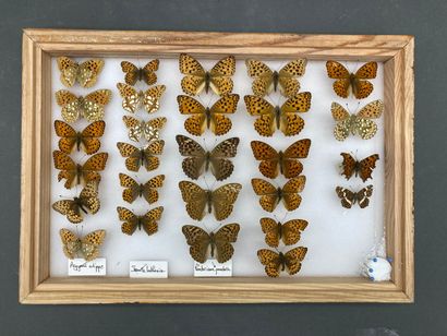 null Quatre boîtes de Lycaenidae et Nymphalidae divers