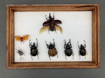 null Trois boîtes d'insectes divers (mantes, libellules, hyménoptères et diptères,...
