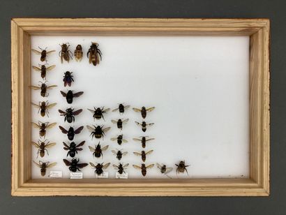 null Trois boîtes d'insectes divers (mantes, libellules, hyménoptères et diptères,...