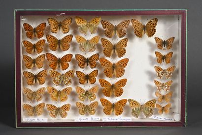 null Cinq boîtes de papillons divers de France
