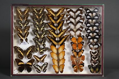 null Trois boîtes de papillons exotiques divers