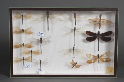 null Quatre boîtes de libellules, phyllies et insectes divers