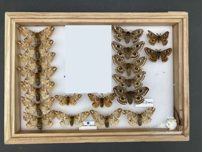 null Six boîtes de papillons divers, diurnes et nocturnes, origines diverses