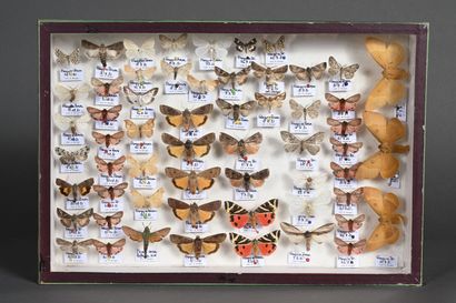null Six boîtes de papillons nocturnes divers de France
