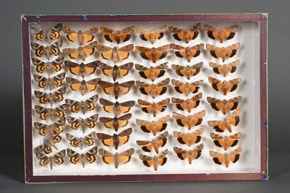 null Cinq boîtes de papillons nocturnes divers de France