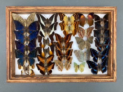 null Deux boîtes de divers Nymphalidae exotiques
