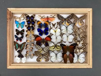 null Trois boîtes de papillons exotiques divers