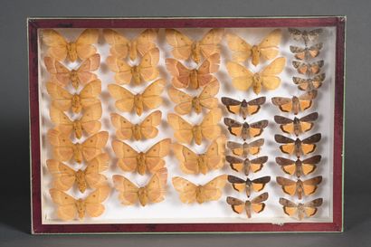 null Cinq boîtes de papillons nocturnes divers de France