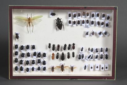 null Insectes divers dont coléoptères en majorité