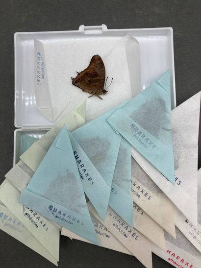 null Onze boîtes de papillotes (Danais, Charaxes, Euphaedra, Papilio, Mylothris)