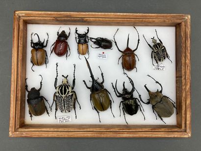 null Une boîte de coléoptères exotiques Dynastidae et Goliaths