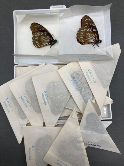 null Onze boîtes de papillotes (Danais, Charaxes, Euphaedra, Papilio, Mylothris)