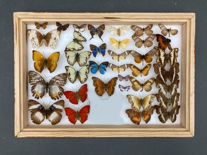 null Six boîtes de papillons divers, diurnes et nocturnes, origines diverses
