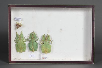 null Quatre boîtes de libellules, phyllies et insectes divers