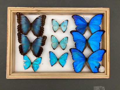 null Papillons exotiques divers, morphos, 2 fulgores