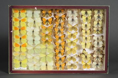 null Trois boîtes de Nymphalidae et Pieridae de France