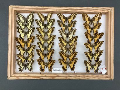 null Trois boîtes de Papilionidae et Pieridae