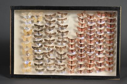 null Six boîtes de papillons nocturnes divers de France