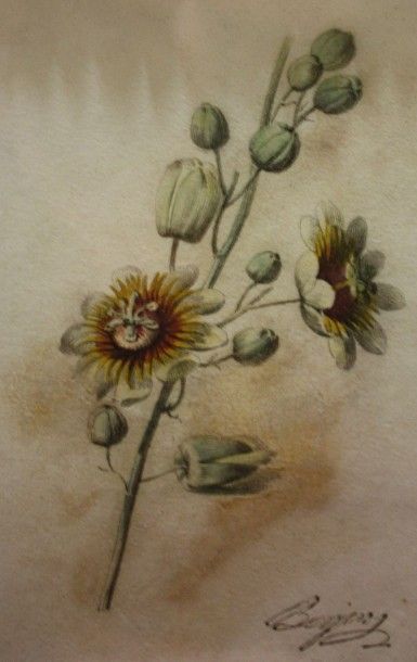 Antoine BERJON (1754-1843) Antoine Berjon (1754-1843)

Etude de fleurs ouvertes et...