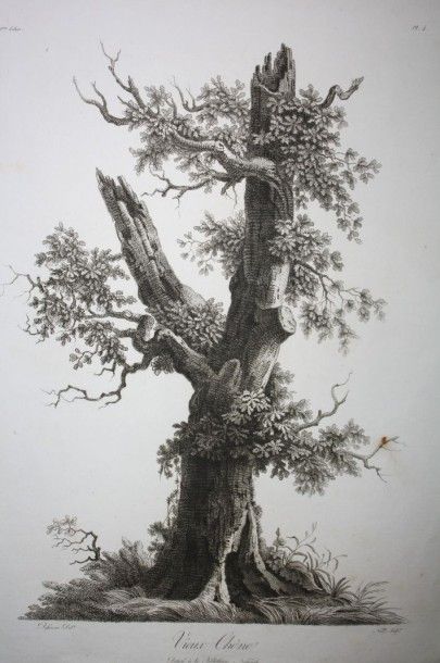 null Defiennes (A.) :

Études d'arbres dessinés d'après nature.

Paris, Ravault,...