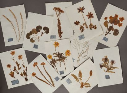 null Herbier

XIXe siècle,

représentant plusieurs centaines d'espèces identifiées...