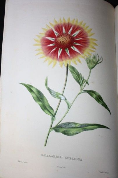 null Portefeuille des horticulteurs.

Paris, (imprimerie de J.B. Gros), (1847-1848)...